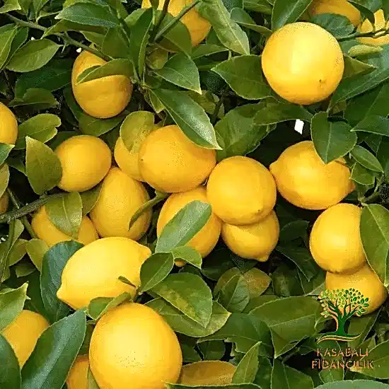 limon