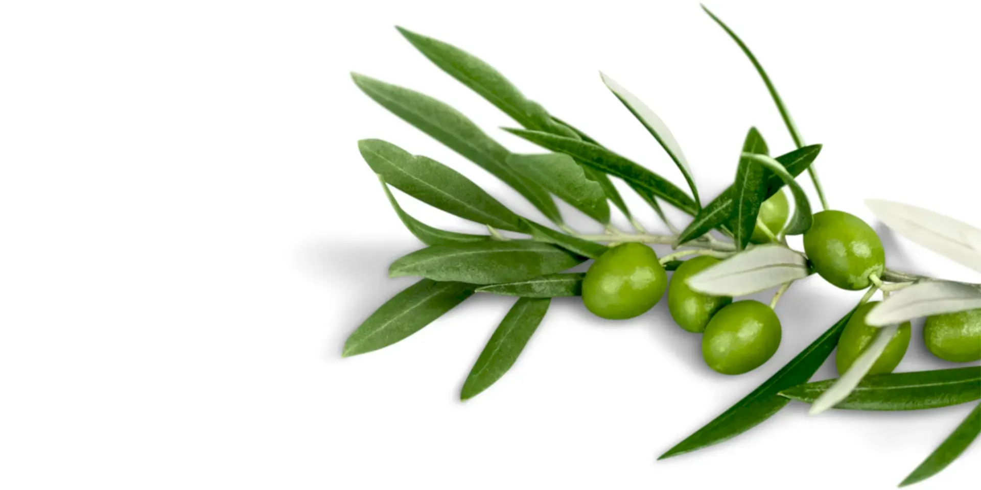 Zeytin Fidanlarımız