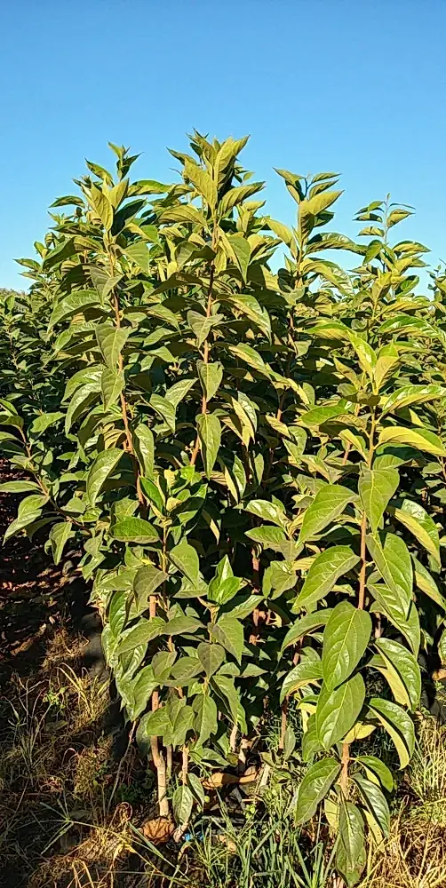 Kasabalı Fidancılık